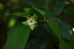 Dimorphocalyx glabellus